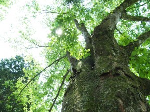 サイト名変えてますが、リニューアルついでの実験なので…