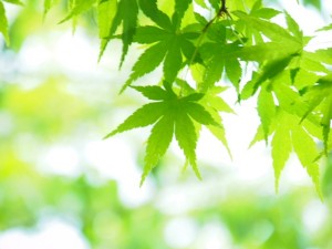 ワークショップ写真撮影 東京 御岳渓谷【2014/5/19 E-PL3】