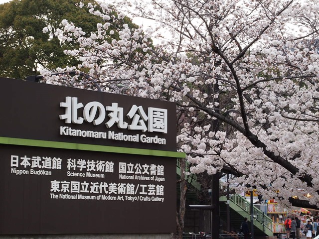 北の丸公園の桜は満開でした!