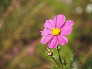 くりはま花の国のコスモスは台風の影響で残念ながら二分咲き