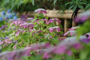 梅雨の風物詩 鎌倉 長谷寺のあじさいを見に行ってきた。見頃は６月中旬頃かな。