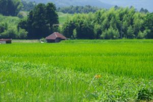 四十肩日記。痛め止めの注射を打って貰ったらさらに寝つきが良くなった