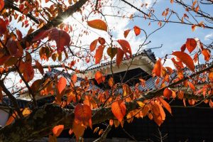 ブログ再開！？