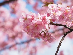 三浦半島１ＤＡＹきっぷで行く、河津桜見物 ～ 三崎まぐろ賞味 三浦半島日帰りの旅（後編）