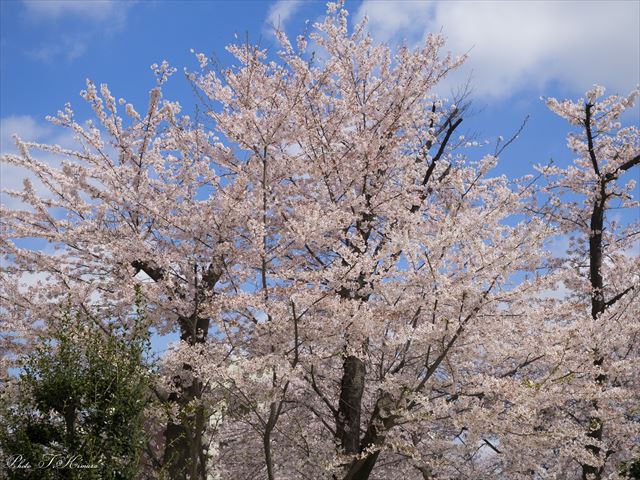 法人４年目を迎えたりで、桜を見ながら自分の生き方について思ったこと ～ 雑記