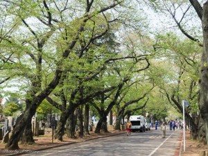 ２年半ぶりに履き替えたスニーカーで、春の谷根千エリアを写真散策