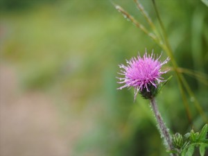 雲海立ち込める富士の絶景スポット 甘利山 あいにくの天気で空振りに加えて恐怖体験も&hellip;