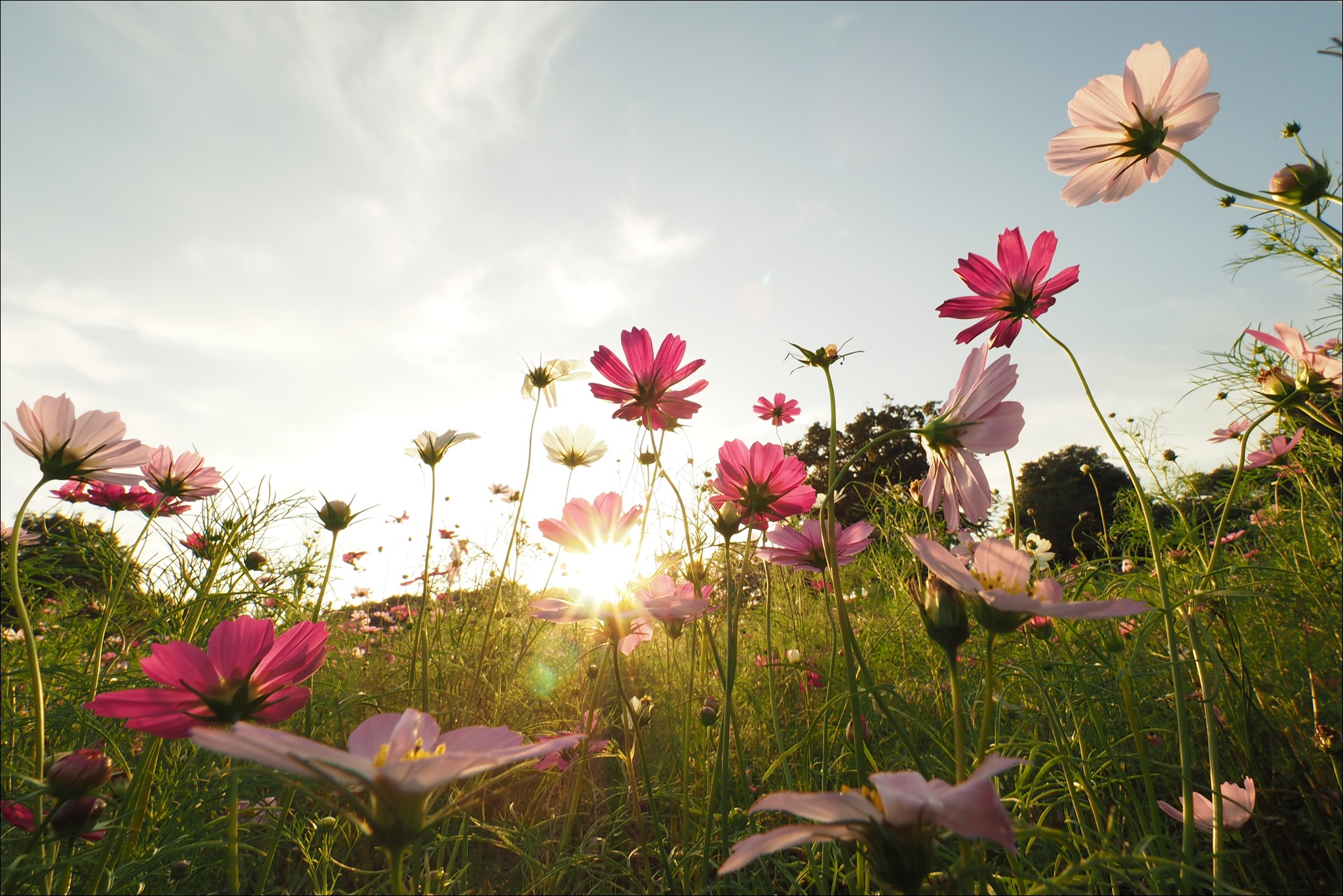 迫力ある写真が楽しめる超広角レンズ OLYMPUS M.ZUIKO DIGITAL ED 7