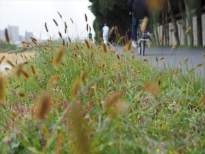 四十肩？五十肩！？今度は肩が痛くて真上に上がらなくなった。。。しかもまた左。