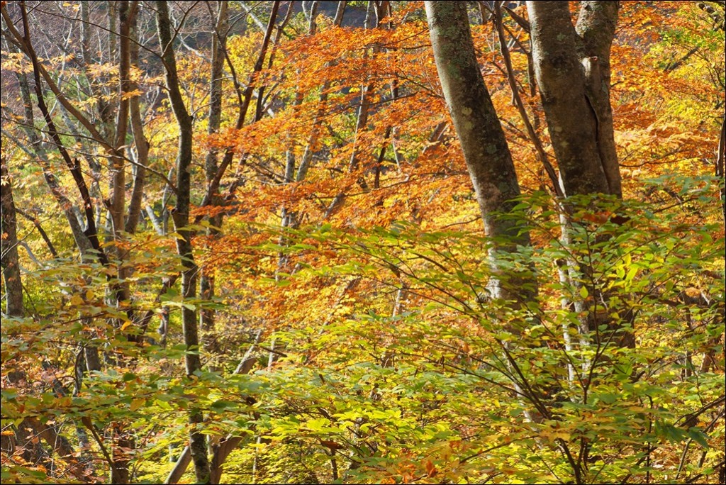 【写真】河口湖・山中湖周辺からの富士山と紅葉（2015.11.01）