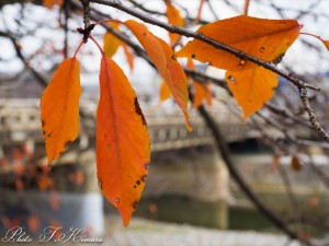 急にふらりと京都へ２日間の旅に行ってきた理由 ～ 京都ぶらり旅（2014秋）その１