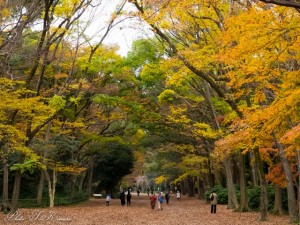 E-M1と晩秋の京都で紅葉撮影を楽しむ ～ 京都ぶらり旅（2014秋）その４