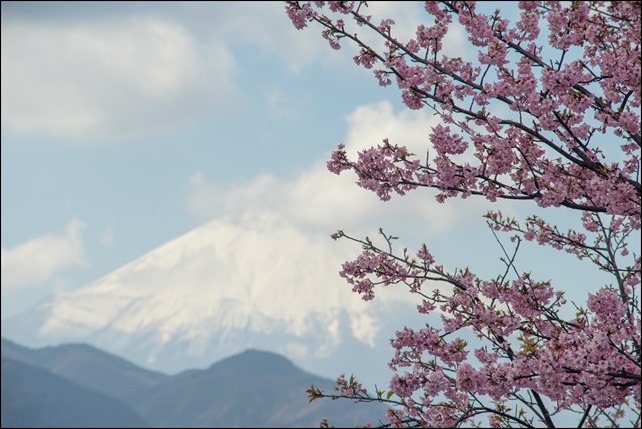 富士と河津桜の大パノラマ 松田町のまつだ桜まつりで一足早い春を堪能