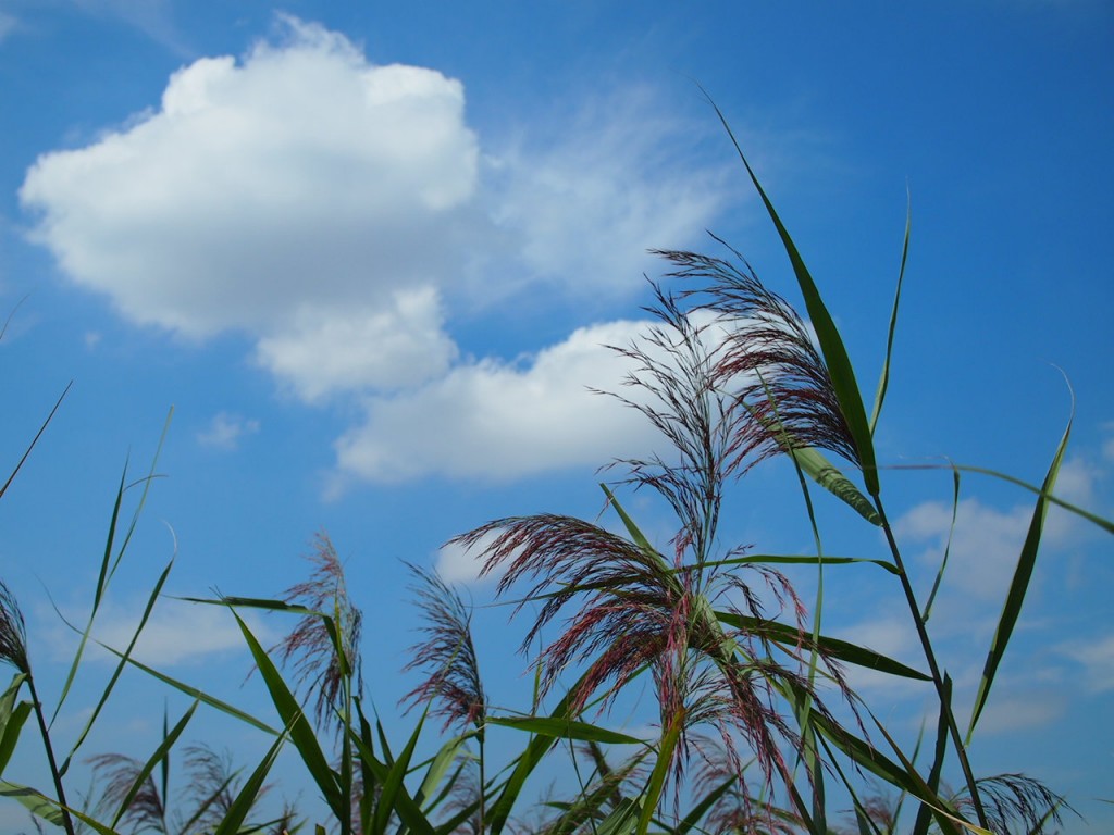 本日は心を解放するビリーフ・システム セミナーに参加してきます！