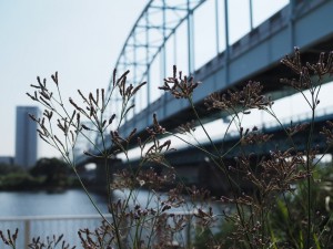 ランニング週記 2014/10/2 ～ 練習不足露呈&hellip;１０ｋｍランが倍の距離に感じた