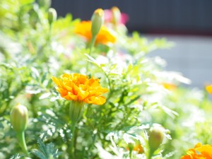 本日休養日。カラダの歪みを治して貰って来ます！