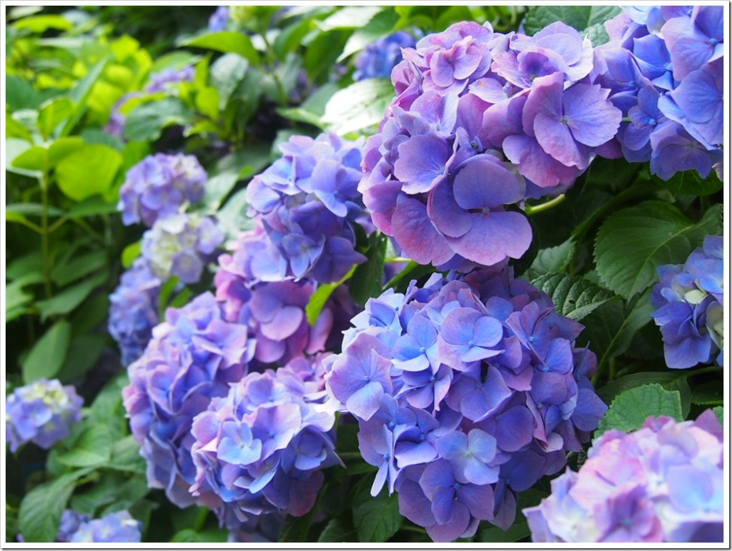 ミラーレス一眼とぶらり散歩 鎌倉 明月院の紫陽花 2014/6/21