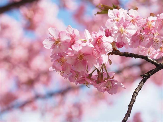 三浦半島1DAYきっぷで行く、河津桜見物 ~ 三崎まぐろ賞味 三浦半島日帰りの旅(後編)