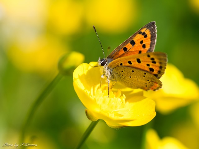 M.ZUIKO DIGITAL 60mm F2.8 MACRO マクロ機能だけでなく中望遠の単焦点レンズとしても素晴らしい!