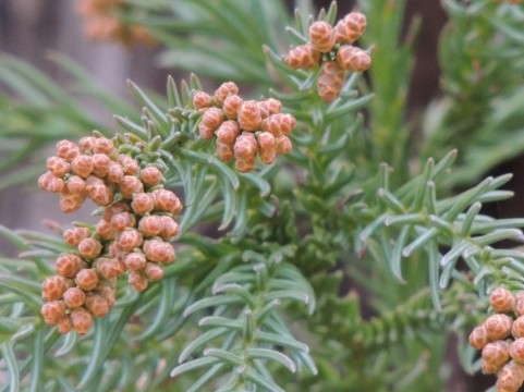 この時期に咳が止まらない!風邪だと思ったら実は花粉症かも知れないですよ?!